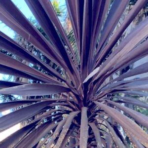 Meet your Posher, Digilicious